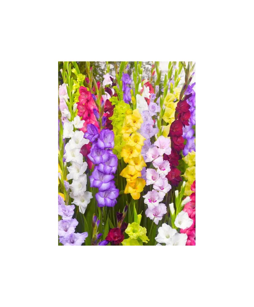 Bulb, Gladiole, Multicolore Mix, Calibru 8/10