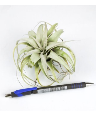 Tillandsia Xerographica...