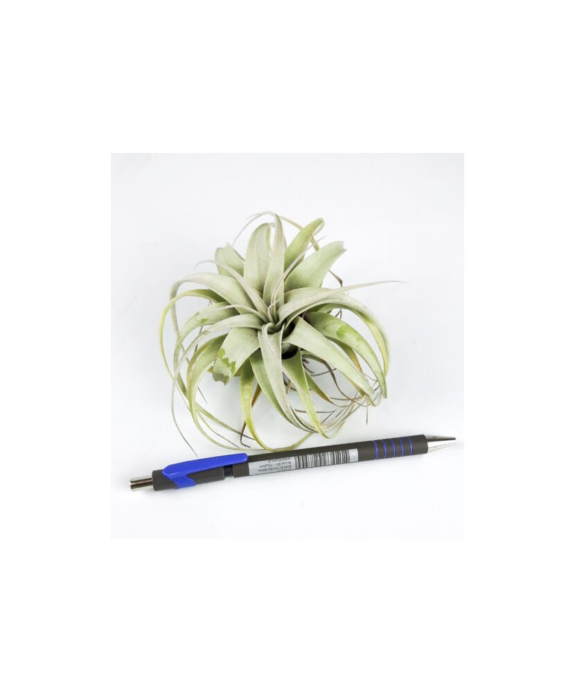 Tillandsia Xerographica Bonsai - Mare