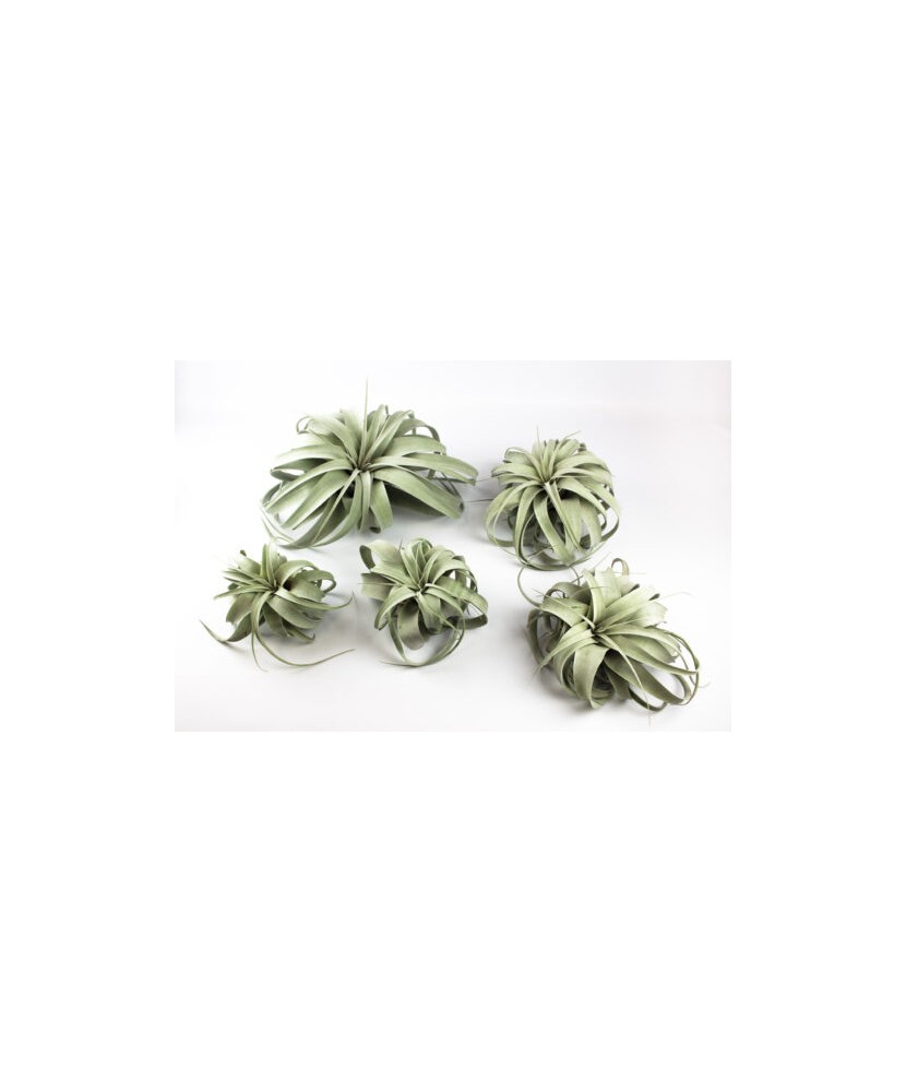 Planta aeriană Tillandsia Tillandsia Xerographica - Medie