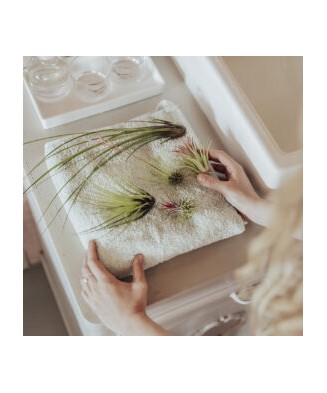 Planta aeriană Tillandsia Usneoides Green - Medie