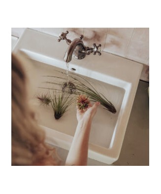 Planta aeriană Tillandsia Tectorum