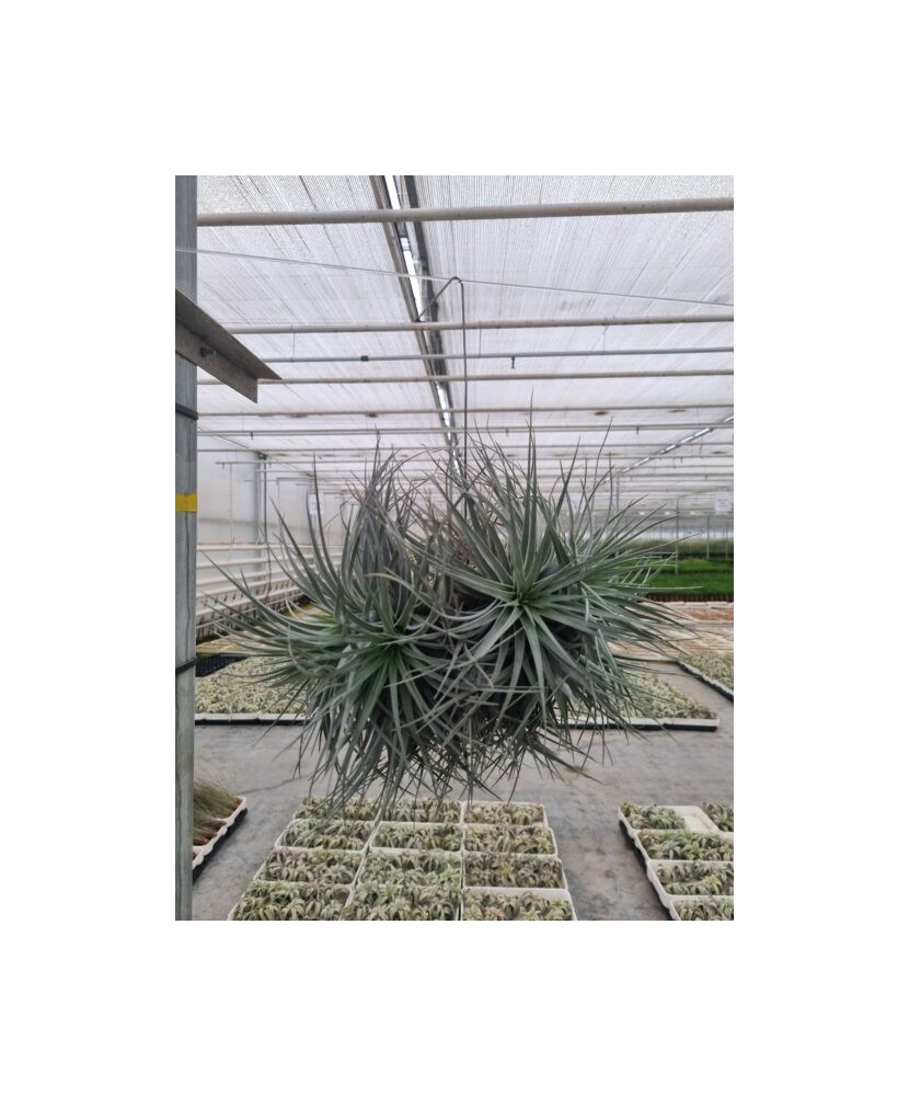 Planta aeriană Tillandsia Silver clumb - Mare