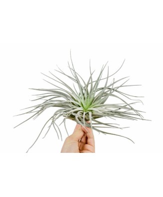Planta aeriană Tillandsia...