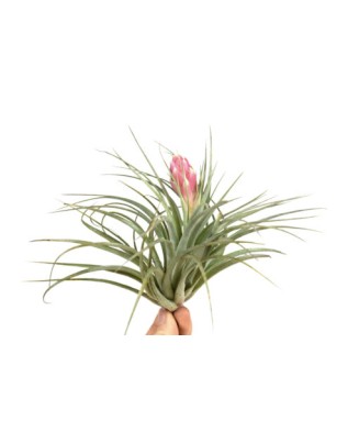 Planta aeriană Tillandsia Silver - Medie