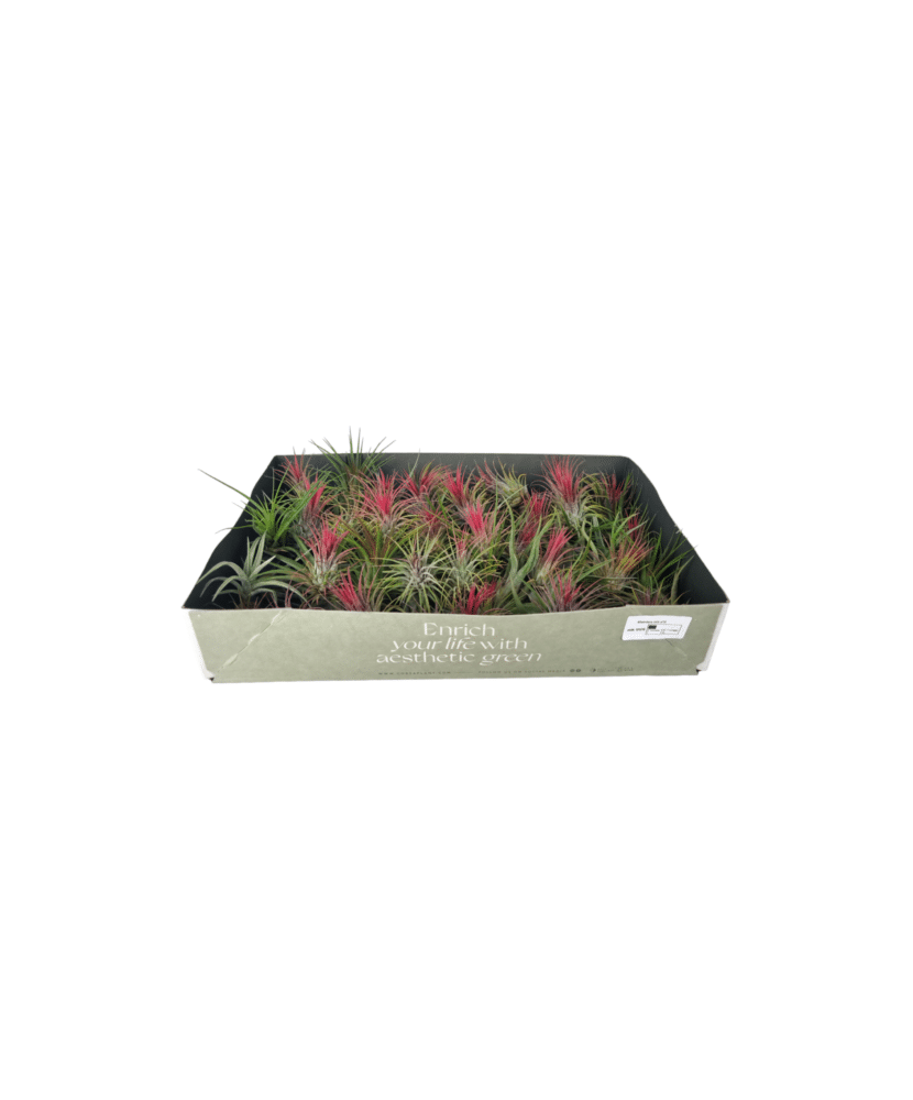 Planta aeriană Tillandsia mix, planta aeriana surpriza, 1 buc