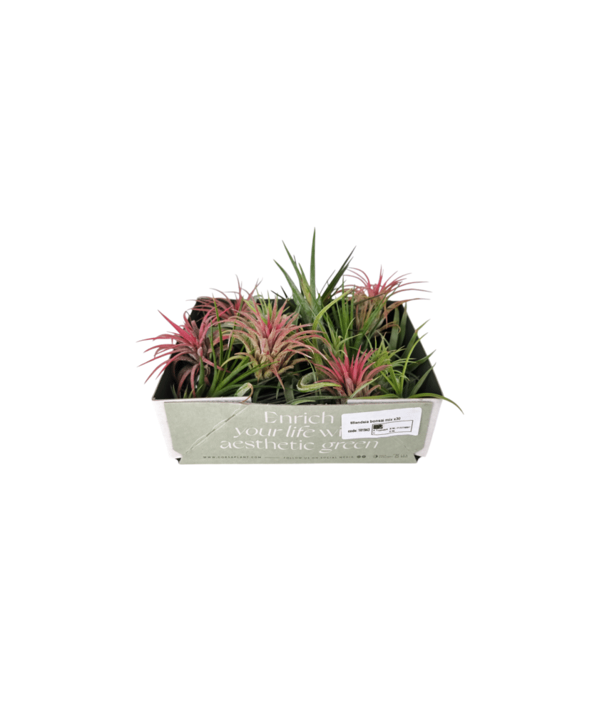 Planta aeriană Tillandsia Baby mix, planta aeriana surpriza, 1 buc