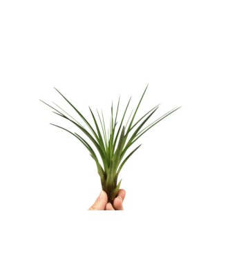 Planta aeriană Tillandsia Melanocrater green - Mare