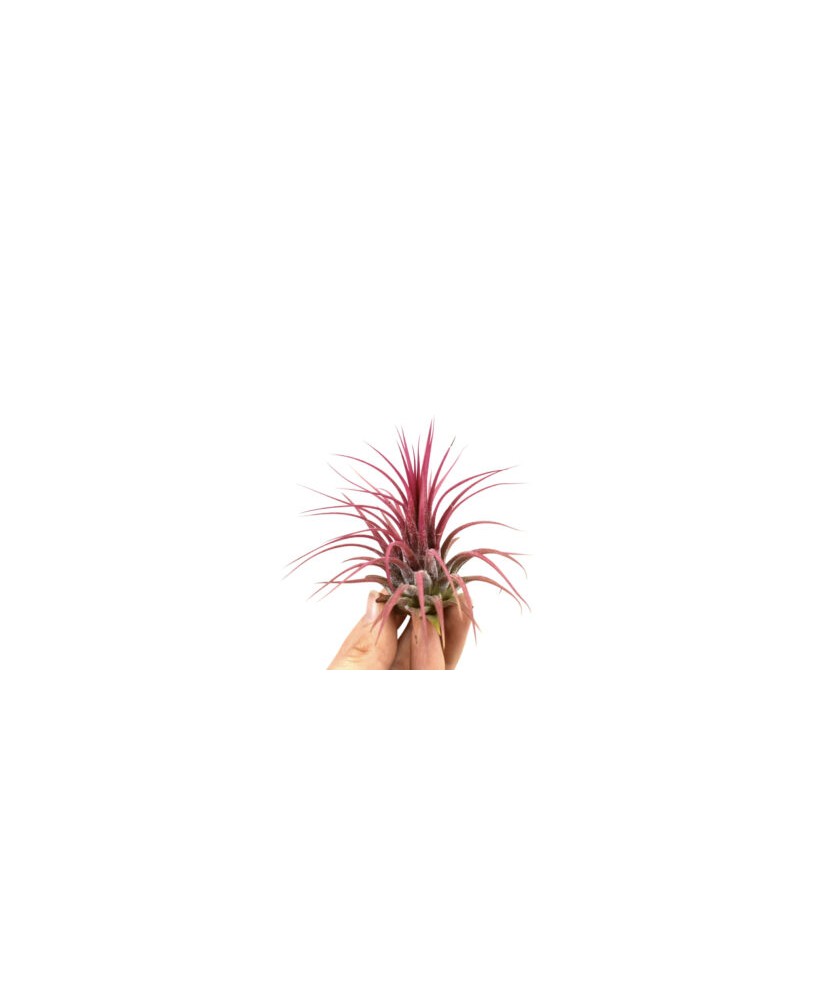 Planta aeriană Tillandsia Ionantha red - Medie