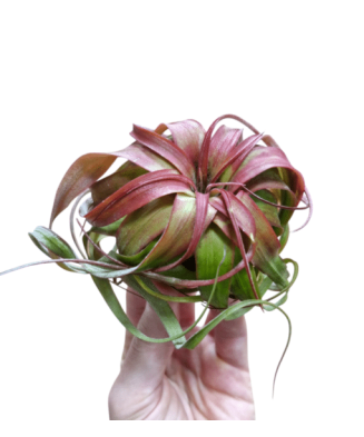 Planta aeriană Tillandsia eric knobloch