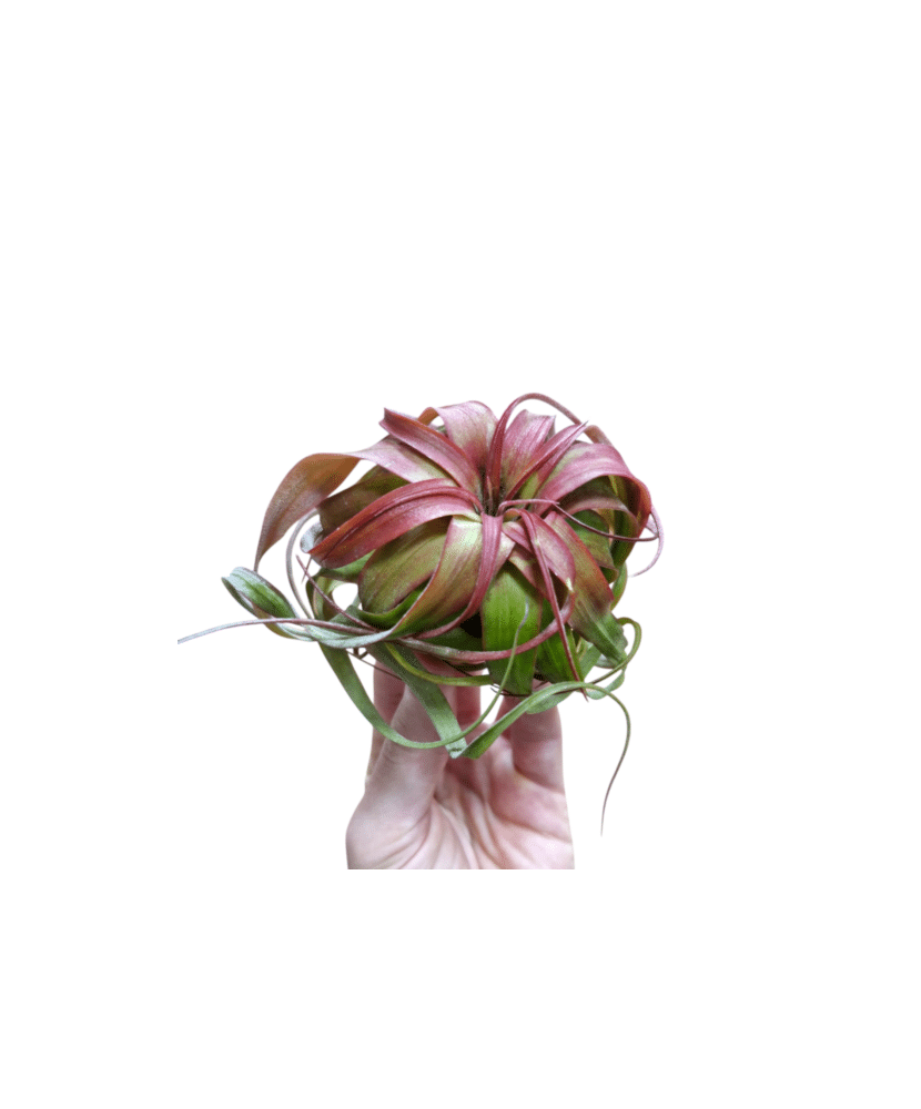 Planta aeriană Tillandsia eric knobloch