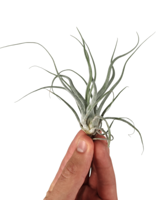 Planta aeriană Tillandsia Ehlersiana - Medie
