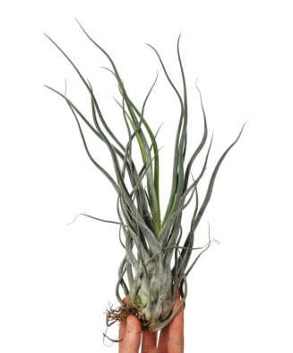 Planta aeriană Tillandsia Ehlersiana - Medie