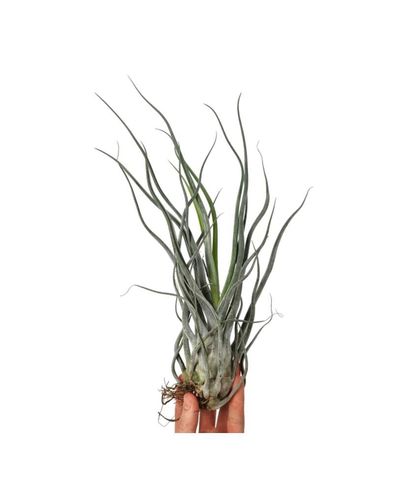 Planta aeriană Tillandsia Ehlersiana - Medie