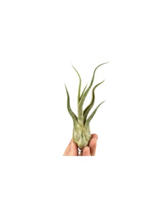 Planta aeriană Tillandsia...