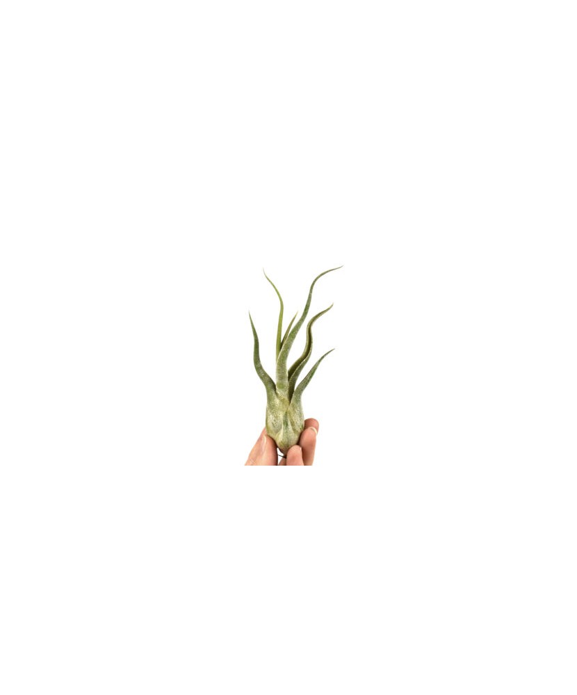Planta aeriană Tillandsia Caput Medusae - Medie