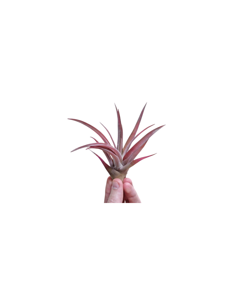 Planta aeriană Tillandsia Capitata Peach Red - Medie