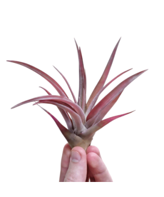 Planta aeriană Tillandsia Capitata Peach Red - Mare