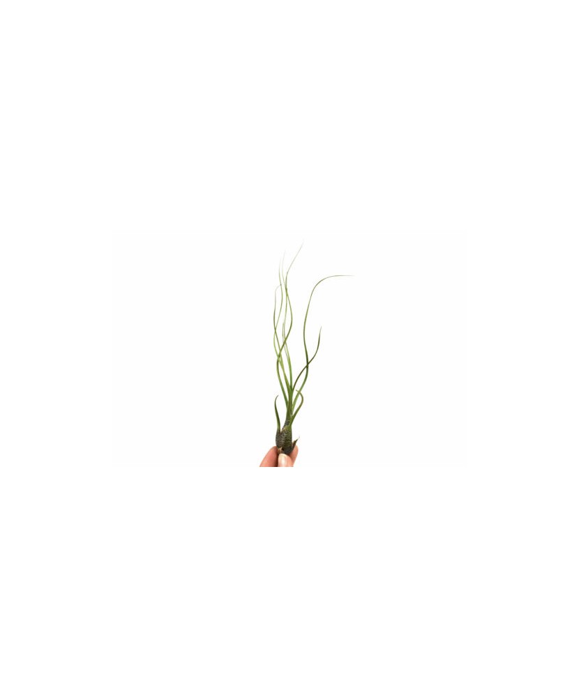 Planta aeriană Tillandsia Butzii - Medie