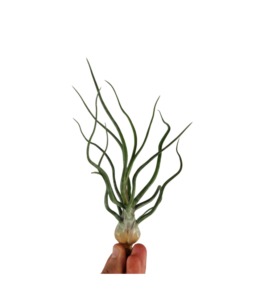 Planta aeriană Tillandsia Bulbosa - Medie