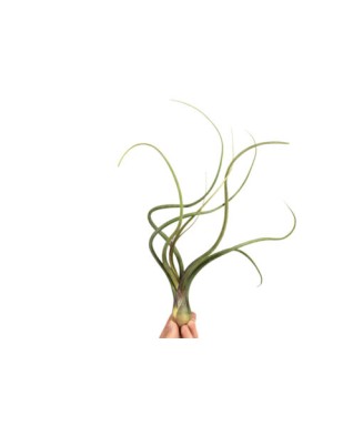 Planta aeriană Tillandsia...