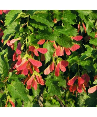 Acer tataricum PF, artar tatarasc, arbore decorativ foios, la ghiveci, 40-80 cm, 1 buc