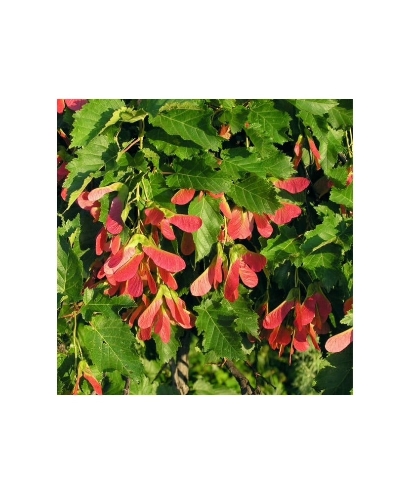 Acer tataricum PF, artar tatarasc, arbore decorativ foios, la ghiveci, 40-80 cm, 1 buc