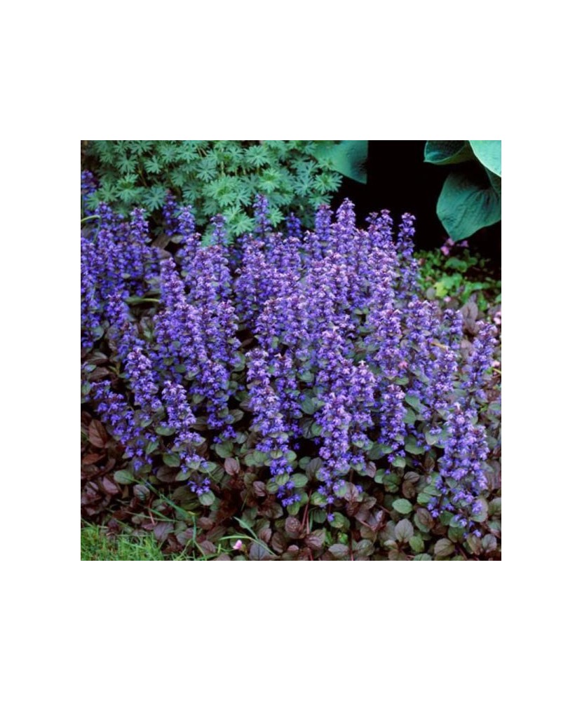 Ajuga reptans 'Chocolate Chips', planta perena pitica, acoperitoare de sol, la ghiveci, 1 buc