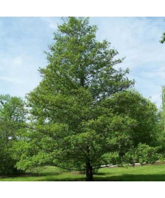 Alnus glutinosa, anin, arbore decorativ iubitor de umezeala, la ghiveci,120-150 cm, 1 buc