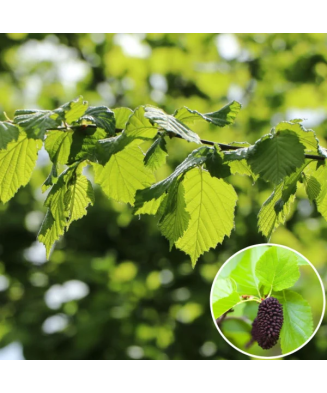 Alnus glutinosa, anin, arbore decorativ iubitor de umezeala, la ghiveci,120-150 cm, 1 buc