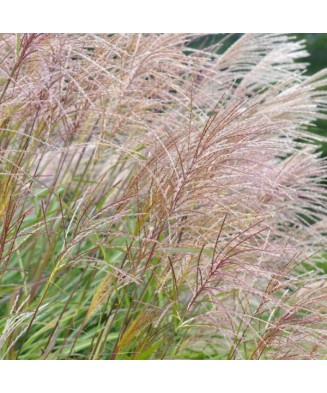 Miscanthus sinensis, iarba decorativa perena, iarba elefantului, la ghiveci, 1 buc