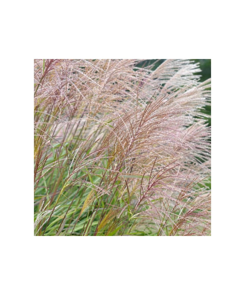 Miscanthus sinensis, iarba decorativa perena, iarba elefantului, la ghiveci, 1 buc