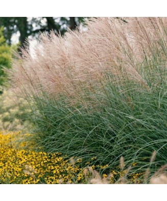 Miscanthus sinensis, iarba decorativa perena, iarba elefantului, la ghiveci, 1 buc