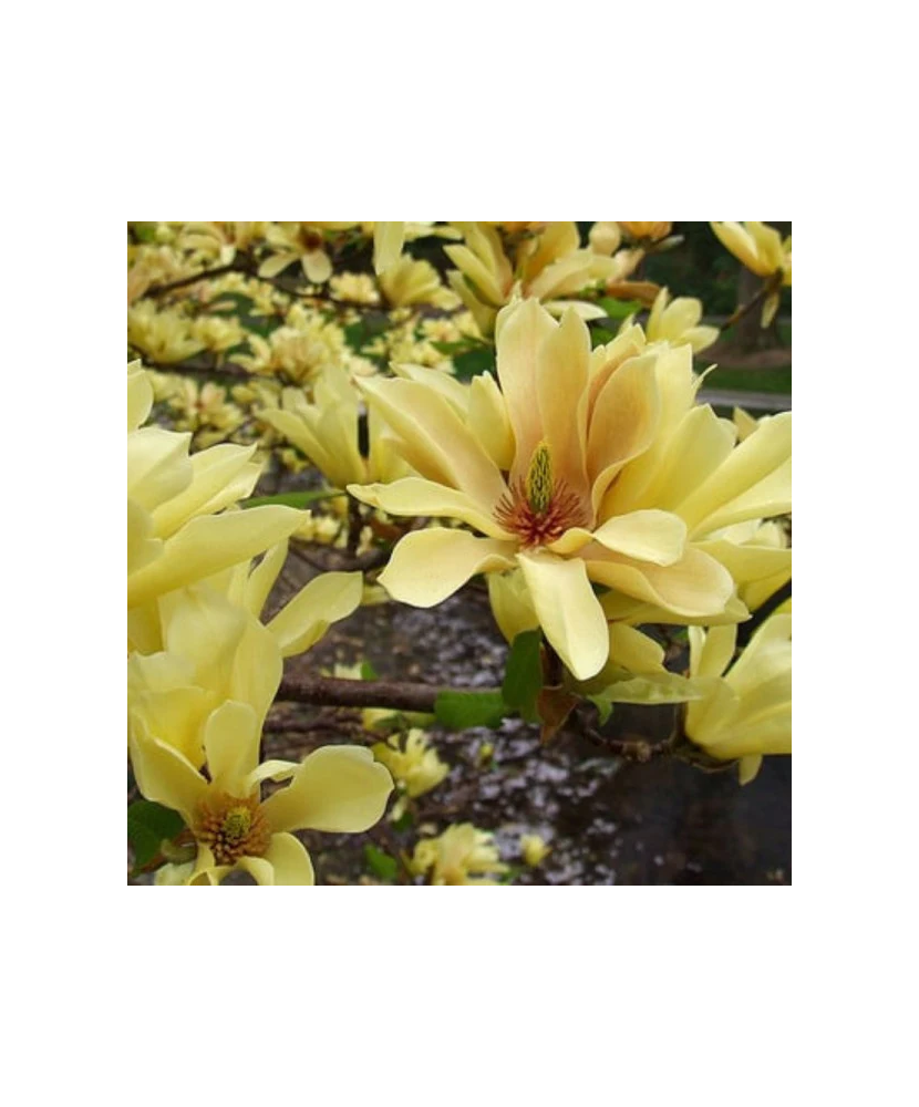 Magnolia 'Butterflies', magnolie galbena cu flori parfumate, la ghiveci, 1 buc