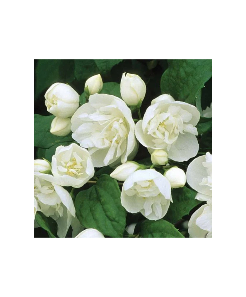 Philadelphus 'Virginal', iasomie batuta, arbust ornamental parfumat, la ghiveci, 1 buc