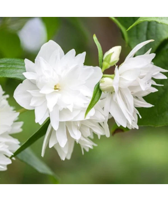 Philadelphus 'Minnesota Snowflake', iasomie cu flori duble, arbust parfumat, la ghiveci, 1 buc