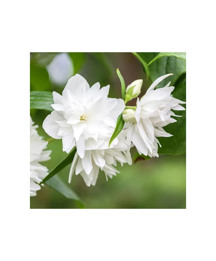 Philadelphus 'Minnesota Snowflake', iasomie cu flori duble, arbust parfumat, la ghiveci, 1 buc