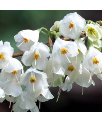 Halesia carolina, arbore de ghiocei, cu flori albe primavara, la ghiveci, 1 buc