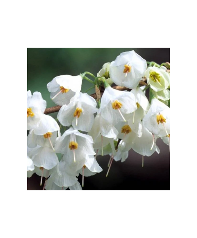 Halesia carolina, arbore de ghiocei, cu flori albe primavara, la ghiveci, 1 buc