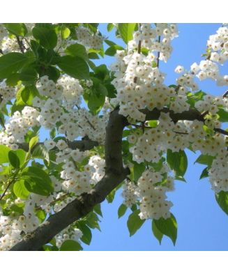 Halesia carolina, arbore de ghiocei, cu flori albe primavara, la ghiveci, 1 buc