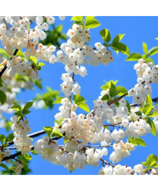 Halesia carolina, arbore de ghiocei, cu flori albe primavara, la ghiveci, 1 buc