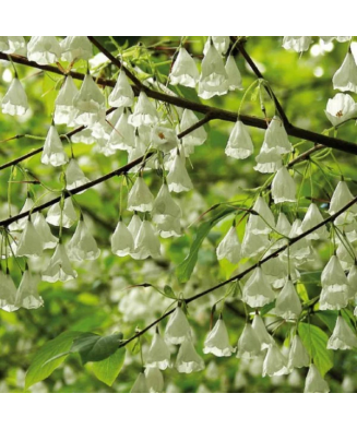 Halesia carolina, arbore de ghiocei, cu flori albe primavara, la ghiveci, 1 buc