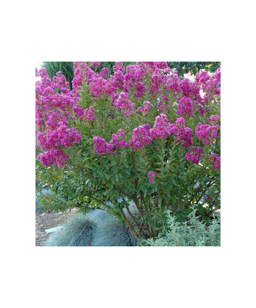 Lagerstroemia indica 'Petite Orchid', liliac indian pitic, flori mov-orhidee, la ghiveci, 1 buc