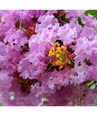Lagerstroemia indica 'Petite Orchid', liliac indian pitic, flori mov-orhidee, la ghiveci, 1 buc