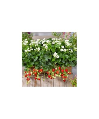 Planta Căpșun, planta...