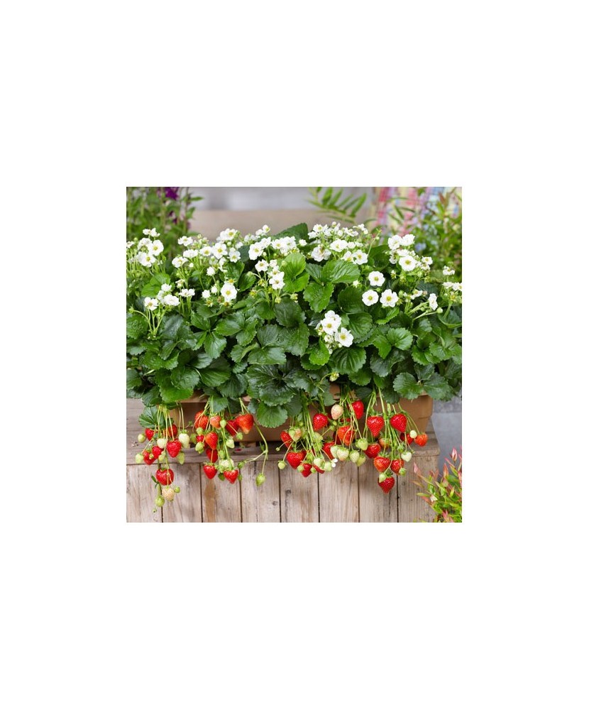 Planta Căpșun, planta fragola summer breeze snow, ghiveci de 10 cm