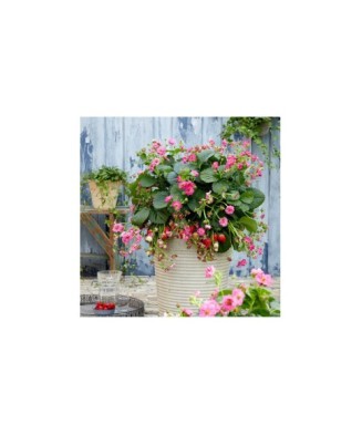 Planta Căpșun, planta...