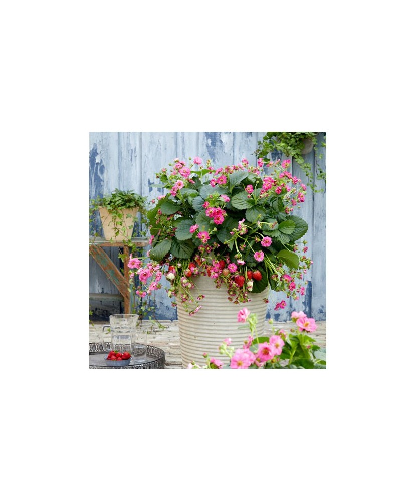 Planta Căpșun, planta fragola summer breeze cherry, ghiveci de 10 cm