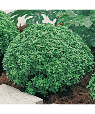 Planta Busuioc grecesc,...