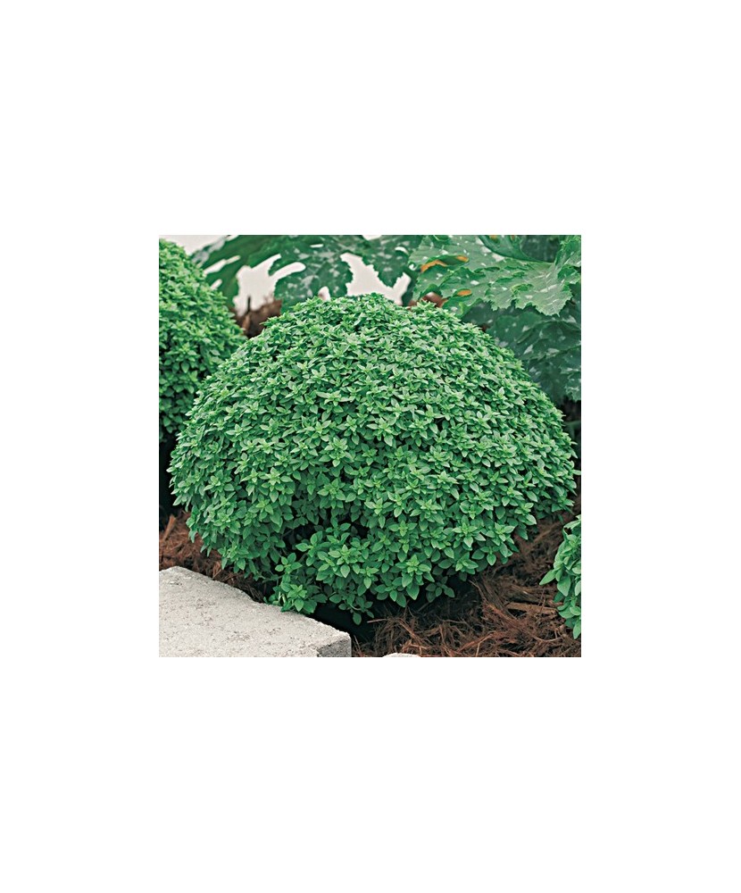 Planta Busuioc grecesc, planta basilico greco, ghiveci de 10 cm